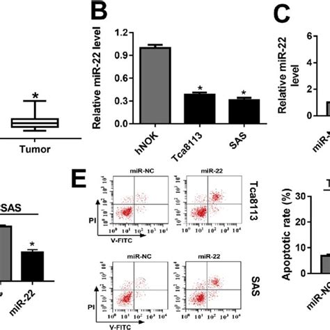 mir 22 weakened cell viability and induced cell apoptosis in oscc a download scientific