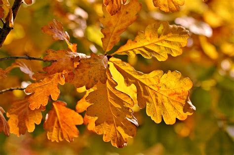 Herbstlaub Herbst Eiche Eichenlaub Kostenloses Foto Auf Pixabay Pixabay