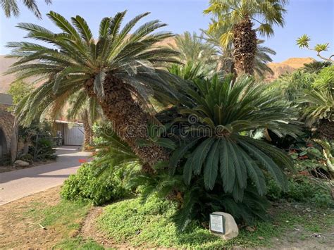 Cycas Plant In Ein Gedi Botanical Garden On The Shores Of The Dead Sea