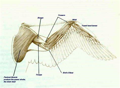 Chicken Wing Muscle Diagram Elcacerolazo