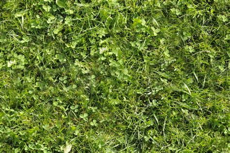 Texture Other Grass Wild Green