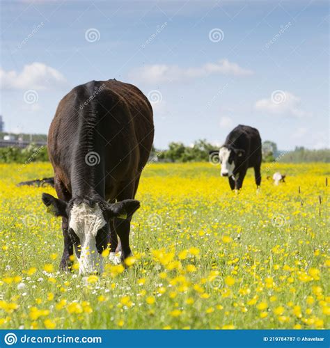 Black And White Cows And Bulls In Meadow Full Of Yellow Buttercups Under Blue Sky In The
