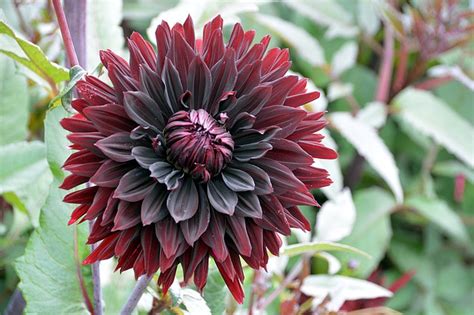 You can use the flowers in soups, salads, or fry them and add to dishes along with dals and lentils, in omelettes and seafood. 9 Beautiful Ornamental Plants You Can Eat - The Grow ...