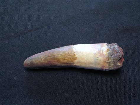 Extra Large Spinosaurus Tooth Cretaceous Age Tegana Formation Morocco 1842007924