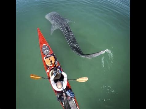 Best Ocean Kayak Top Sea Kayaks For Conquering Open Water