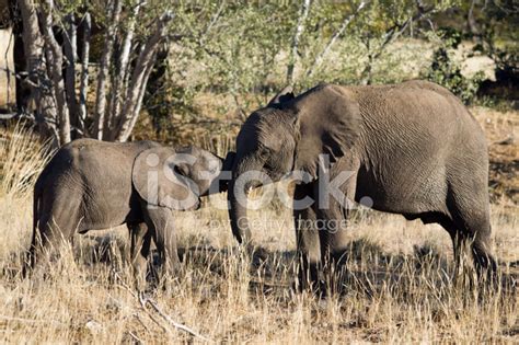 Adult And Baby Elephant Playing Stock Photos