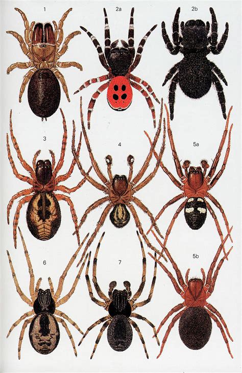 Spiders Of Britain And Northern Europe Photograph By Natural History
