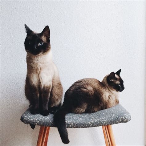 50 Fascinating Pictures Of Siamese The Most Beautiful Cat Breed