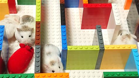 Hamster Maze Diy 🐹 Youtube