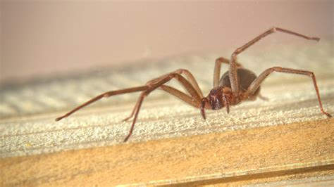Venomous Spiders How To Identify The Pests And Get Them Out Of Your Home