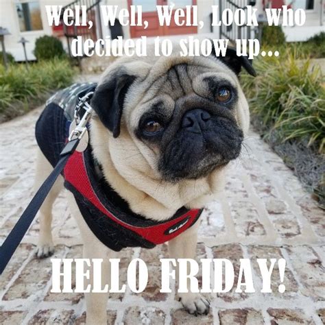 Hello Friday Pug Follow Me On Instagram Ripleysadventures Friday