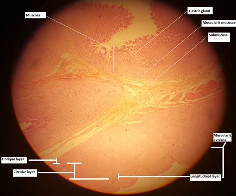 Print Activity 2 Studying The Histologic Structure Of Selected