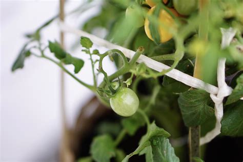 Tomatoes Indoor Plant Care And Growing Guide