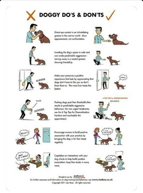 Doogy Dos And Donts Dog Infographic Dog Care Dog Training
