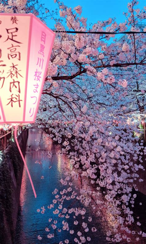 Aesthetic Background Japanese Cherry Blossom Wallpaper