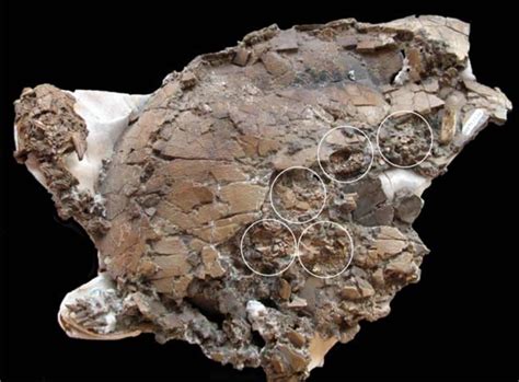 Fossil Of Ancient Turtle With Her Eggs Discovered