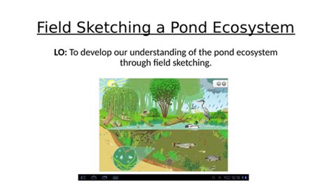 Free Pond Ecosystem Lesson Teaching Resources