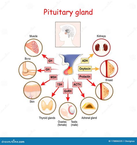Hormones Of Pituitary Gland Illustrazione Vettoriale Illustrazione Di