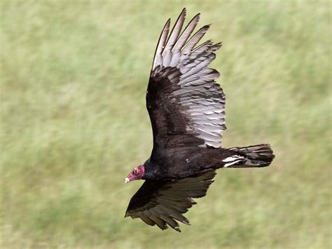 Raptors Sierra Foothills Audubon Society