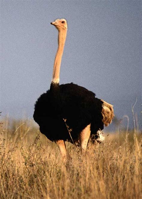 Why Do Ostriches Stick Their Head In The Sand Mishkanetcom
