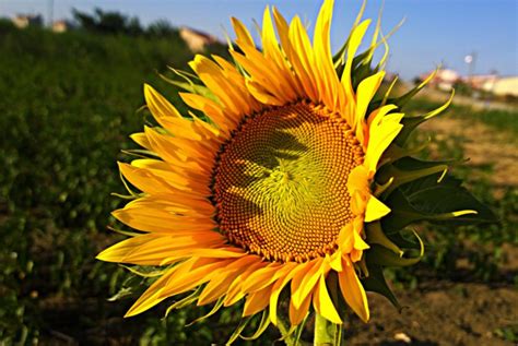 Flower Sunflower Macro Nature Sun Image Wildflowe Wallpapers Hd