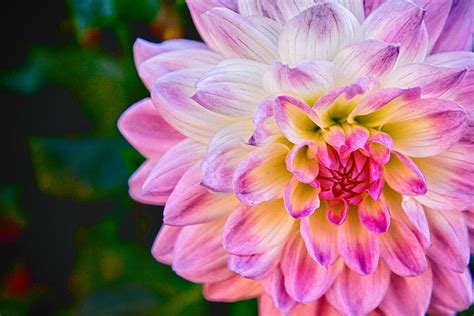 That's what we strive for. Flower In Full Bloom Photograph by Mark Meacham