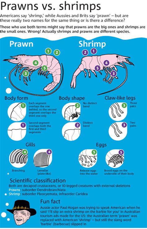 What Is The Difference Between A Prawn And A Shrimp Seasoned Advice
