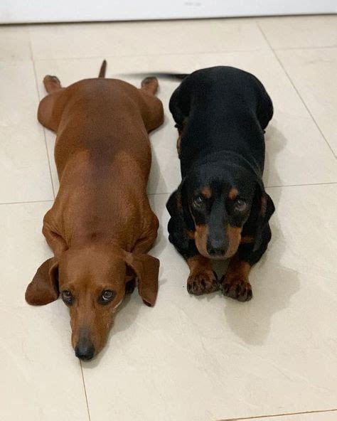 Standard Dachshund Vs Miniature Dachshund With Images Funny