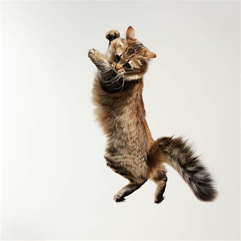 Cat Jumping By Akimasa Harada