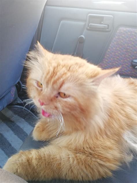 Check spelling or type a new query. Pets Pakistan - Persian 3 coated male cat for sale