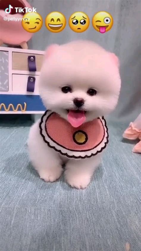 Cute Dog Artofit