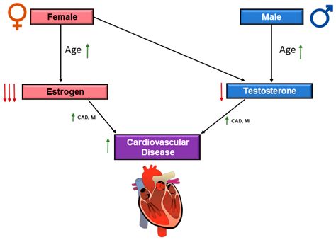 Jcdd Free Full Text Cardiovascular Risks Associated With Gender And Aging