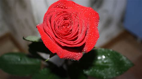 Ingyenes Háttérképek Piros Zöld Szirmok Rózsaszín Virág