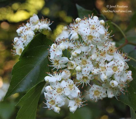 ► trees in flower in the united states‎ (61 f). 15 Trees for a Wildlife-Friendly, Edible Landsape