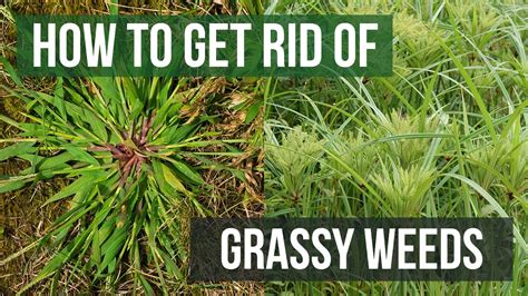 How To Get Rid Of Grassy Weeds Lawn Care Tips Youtube