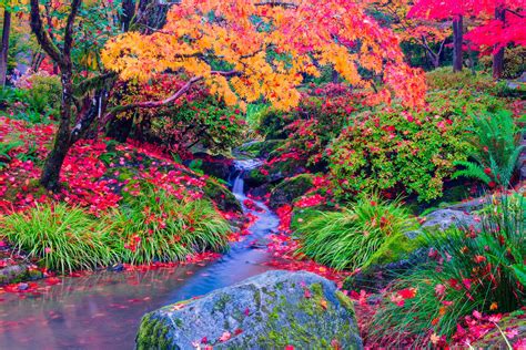 Momijigari 紅葉狩り — Seattle Japanese Garden