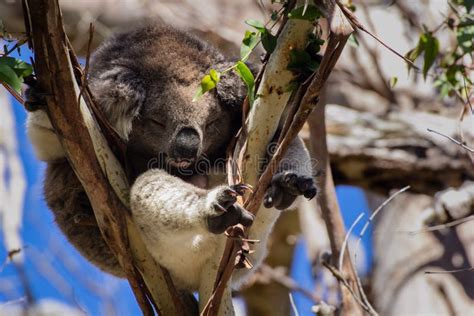 Lovely Koala Stock Photo Image Of Animal Blue Sleeping 59971016