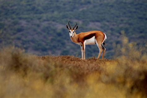 Springbok In South Africa By Mohammad Asfour Springbok National