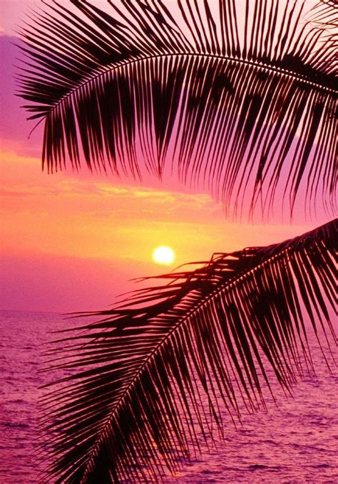 Pink Sunsets Oahu Life Palm Tree Beach Moments Puestas De Sol