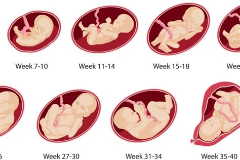 تطورات الجنين في الاسبوع الثامن عشر