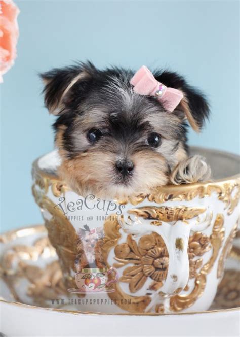 Teacup morkie puppies generally grow up to be. Morkie Puppies and Designer Breed Puppies For Sale by TeaCups Puppies | Teacups, Puppies & Boutique