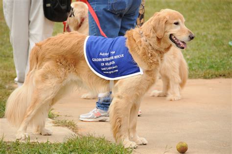 Well then, of course everyone should have one. Welcome - Golden Retriever Rescue of Atlanta