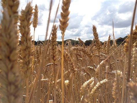 Wheat Field Harvest Free Photo On Pixabay Pixabay