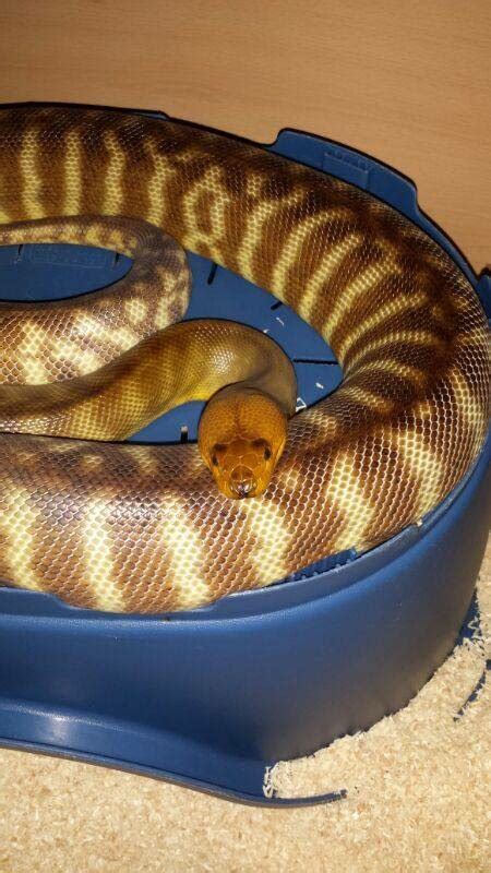 Se England Woma Python Pair For Sale Reptile Forums