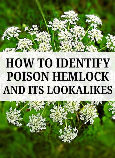 How To Identify Poison Hemlock And Its Lookalikes New Life On A