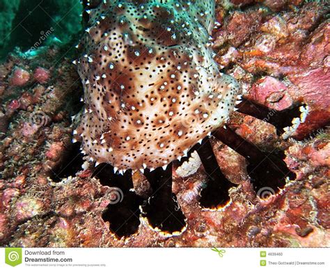 Underwater Marine Life Stock Photo Image Of Ocean