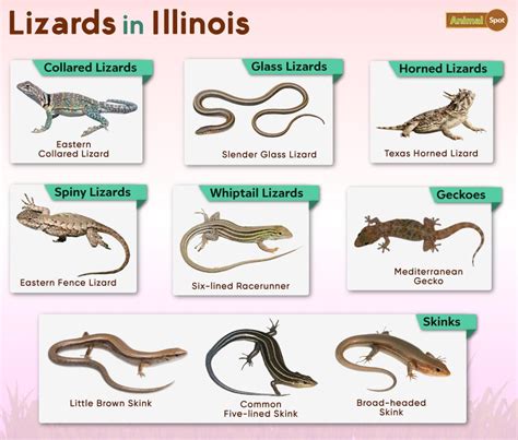 List Of Lizards Found In Illinois Facts With Pictures