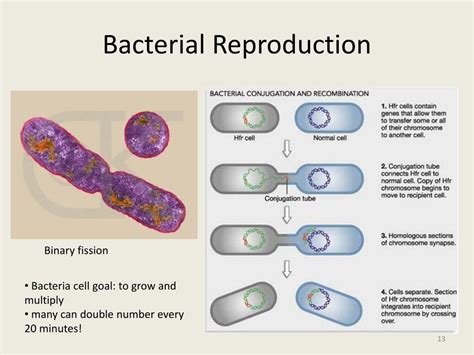 Ppt Ch 18 The Genetics Of Viruses And Bacteria Powerpoint