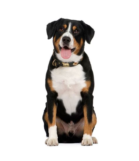 Entlebucher Mountain Dog Dog Breed Info And Characteristics