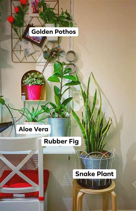 Takpaa korang cuba petua 7 jenis baja ni. Contoh Pokok Hiasan Hidup Yang Low Maintenance. WAH Sangat ...
